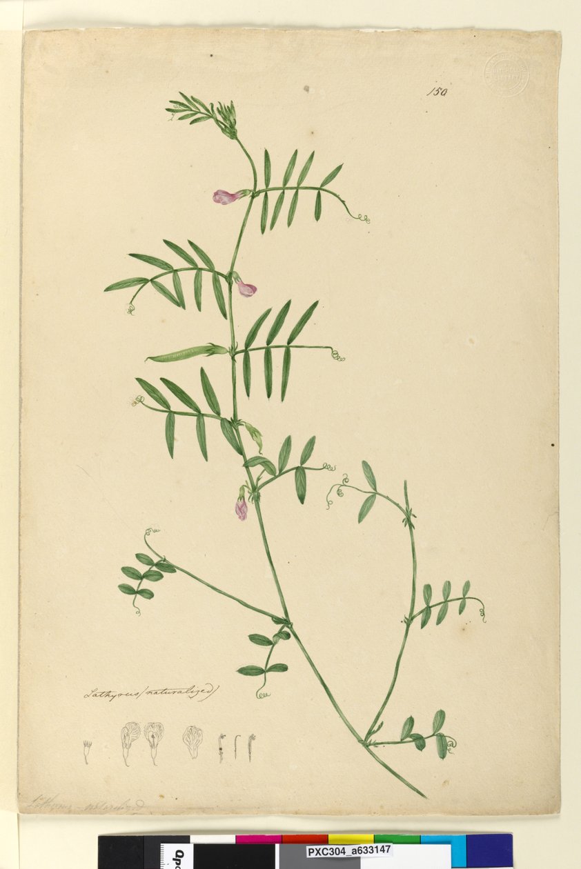 Page 150. Lathyrus - John William Lewin