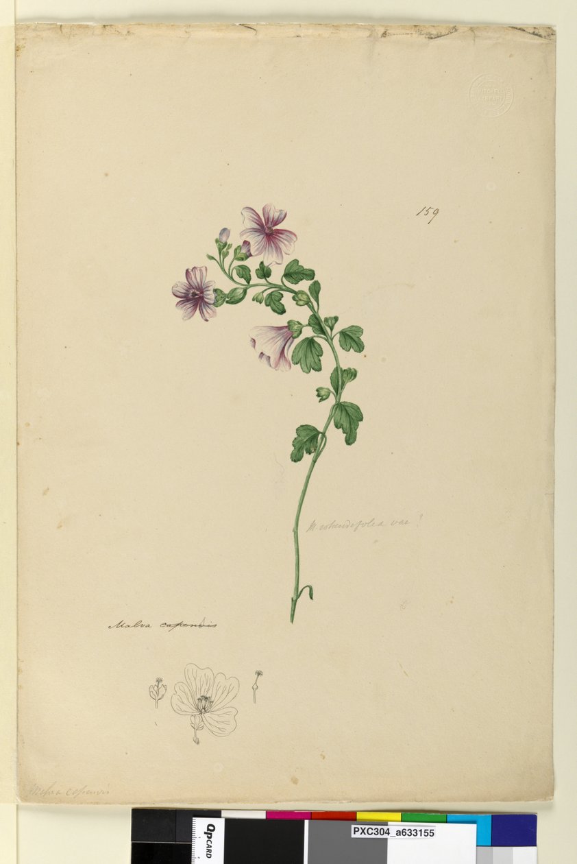 Page 159. Malva capensis - John William Lewin