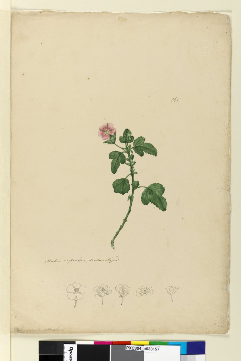 Page 161. Malva capensis - John William Lewin