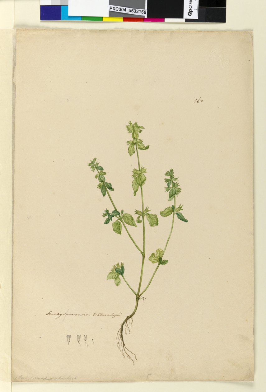 Page 162. Stachys arvensis - John William Lewin