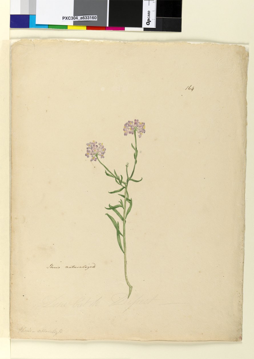 Page 164. Iberis naturalized - John William Lewin