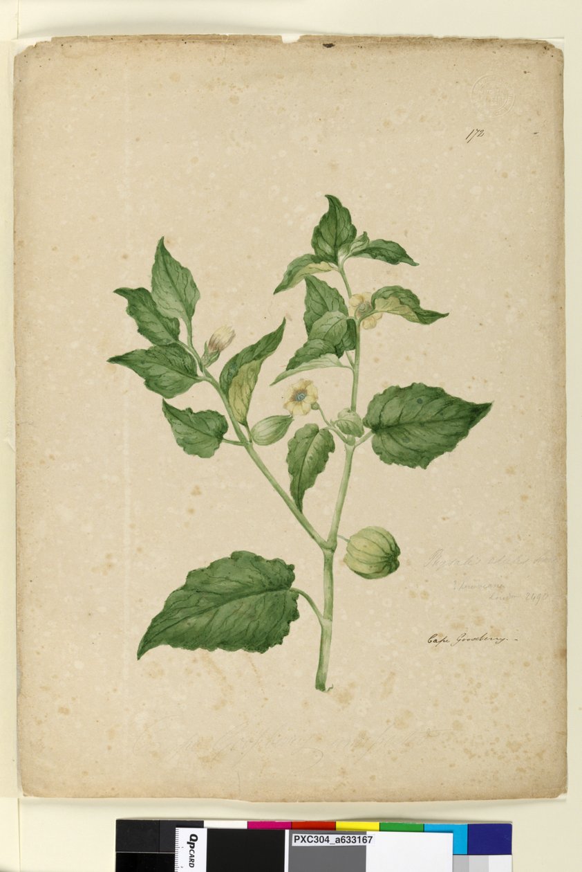 Page 172. Physalis edulis - John William Lewin