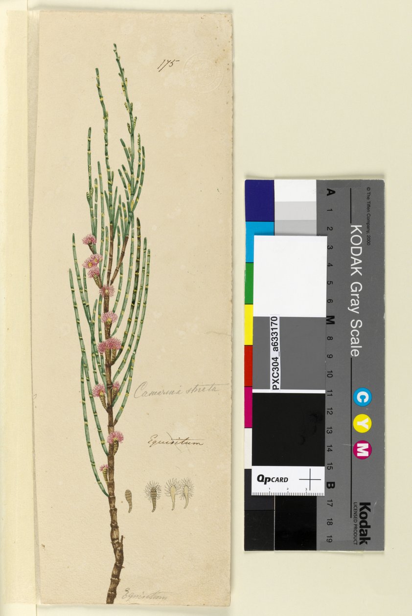 Page 175. Casuarina stricta Allocasuarina verticillata - John William Lewin