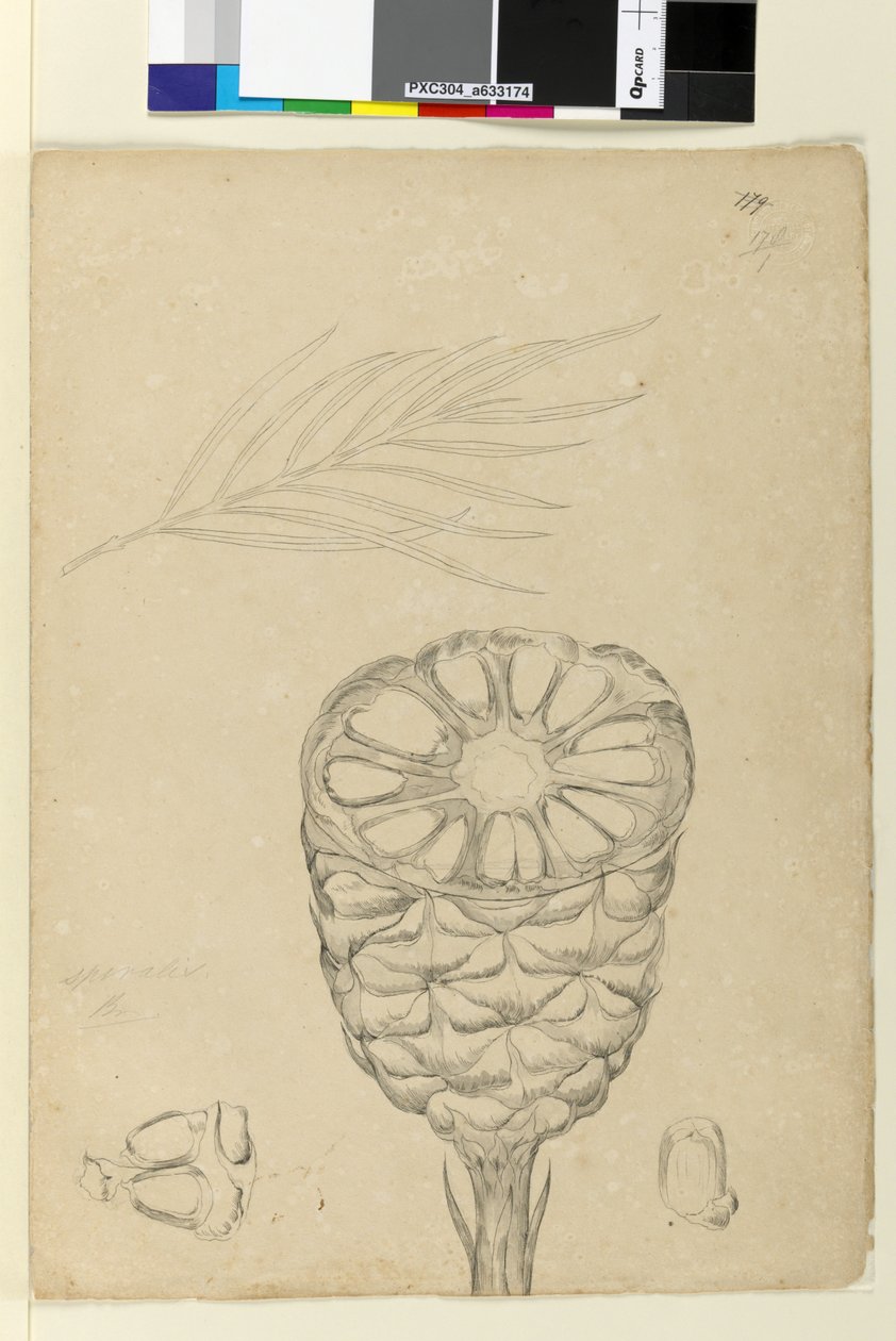 Page 178b. Spiralis - John William Lewin