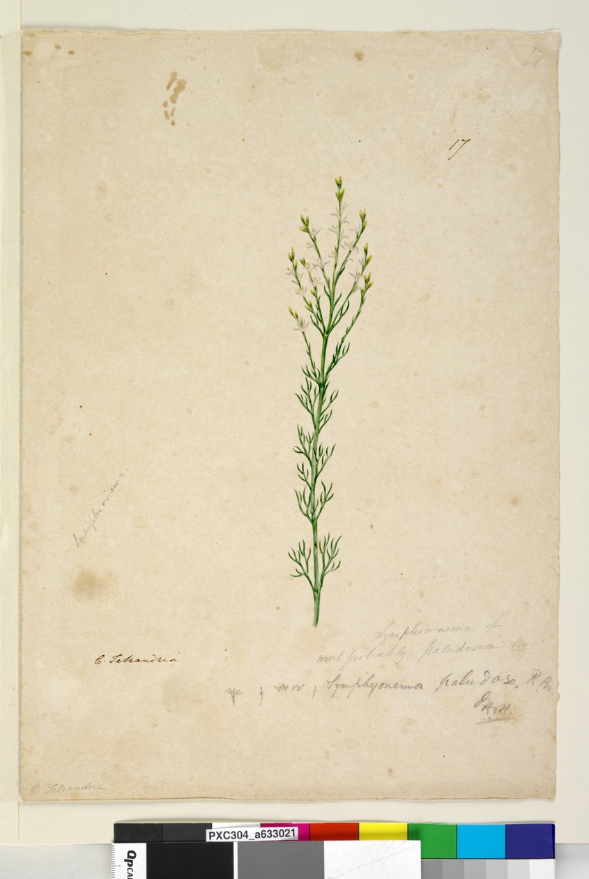 Page 17. Symphionema paludosum, c.1803-06 - John William Lewin