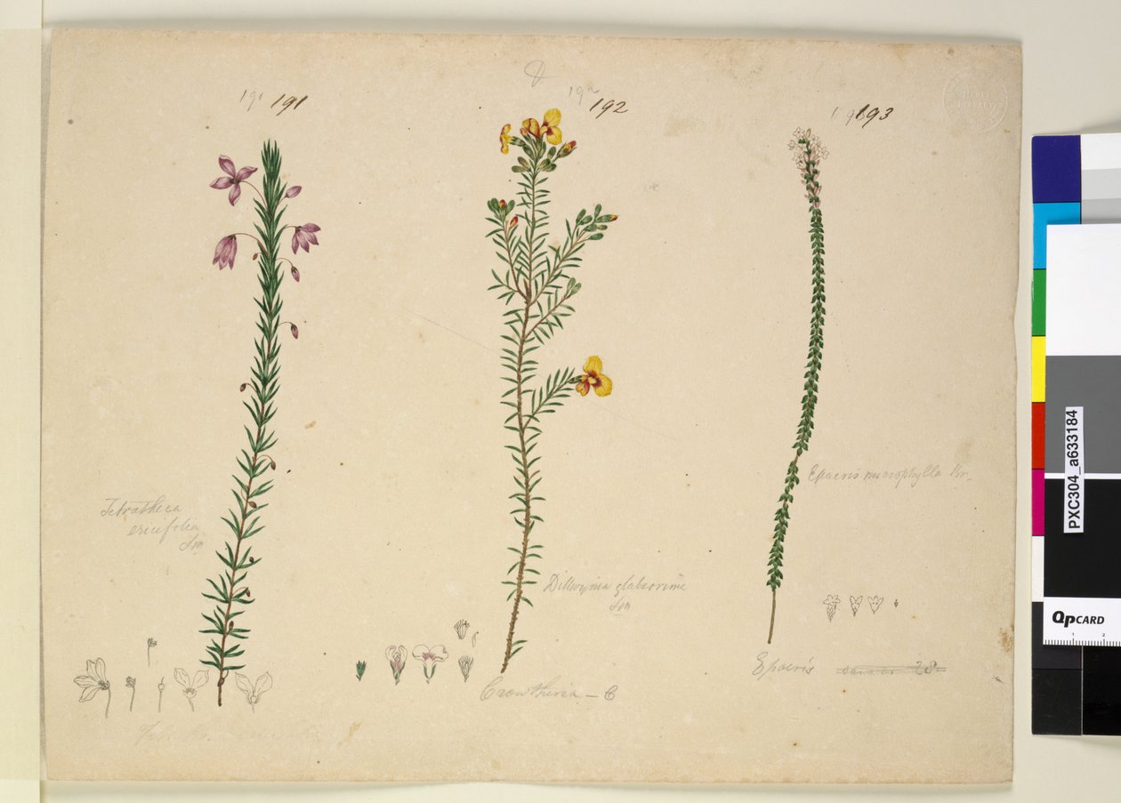 Page 191. Tetratheca ericifolia; 192. Dillwynia glaberrima; 193. Epacris microphylla - John William Lewin