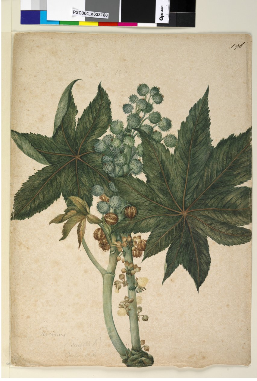 Page 196. Ricinus Ricinus communis - John William Lewin