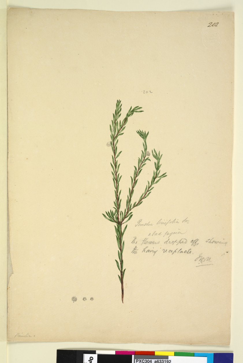 Page 202. Pimelia linifolia - John William Lewin