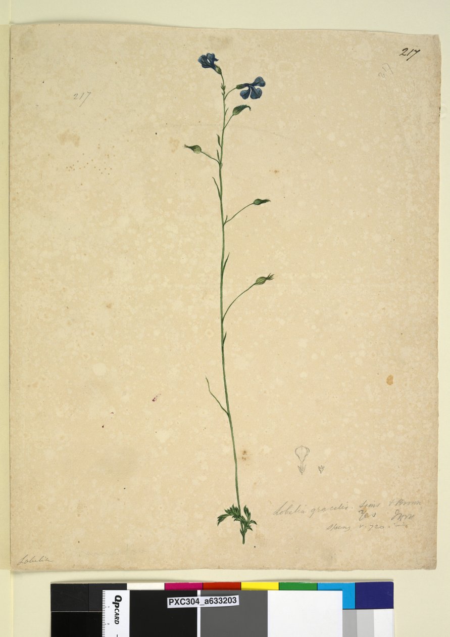 Page 217. Lobelia gracilis - John William Lewin