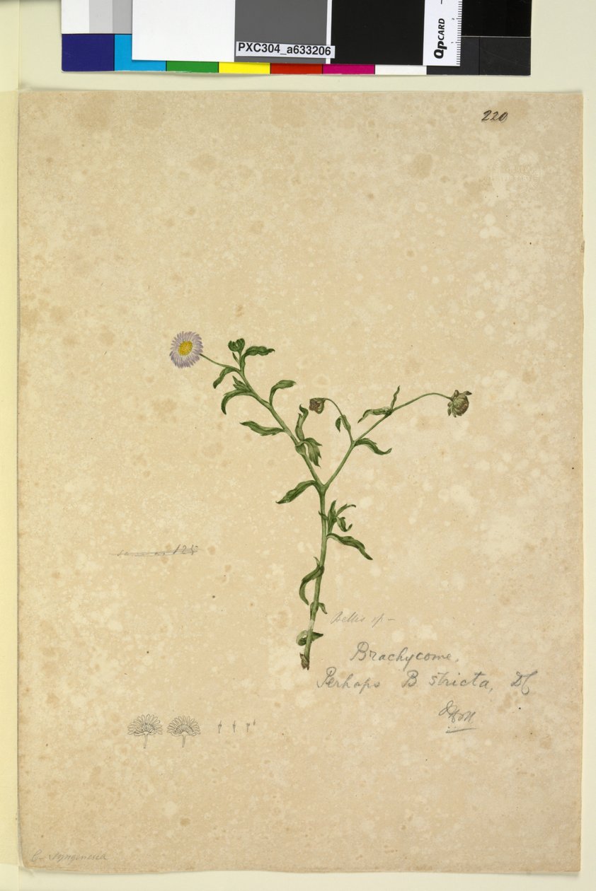 Page 220. Brachycome multifida - John William Lewin