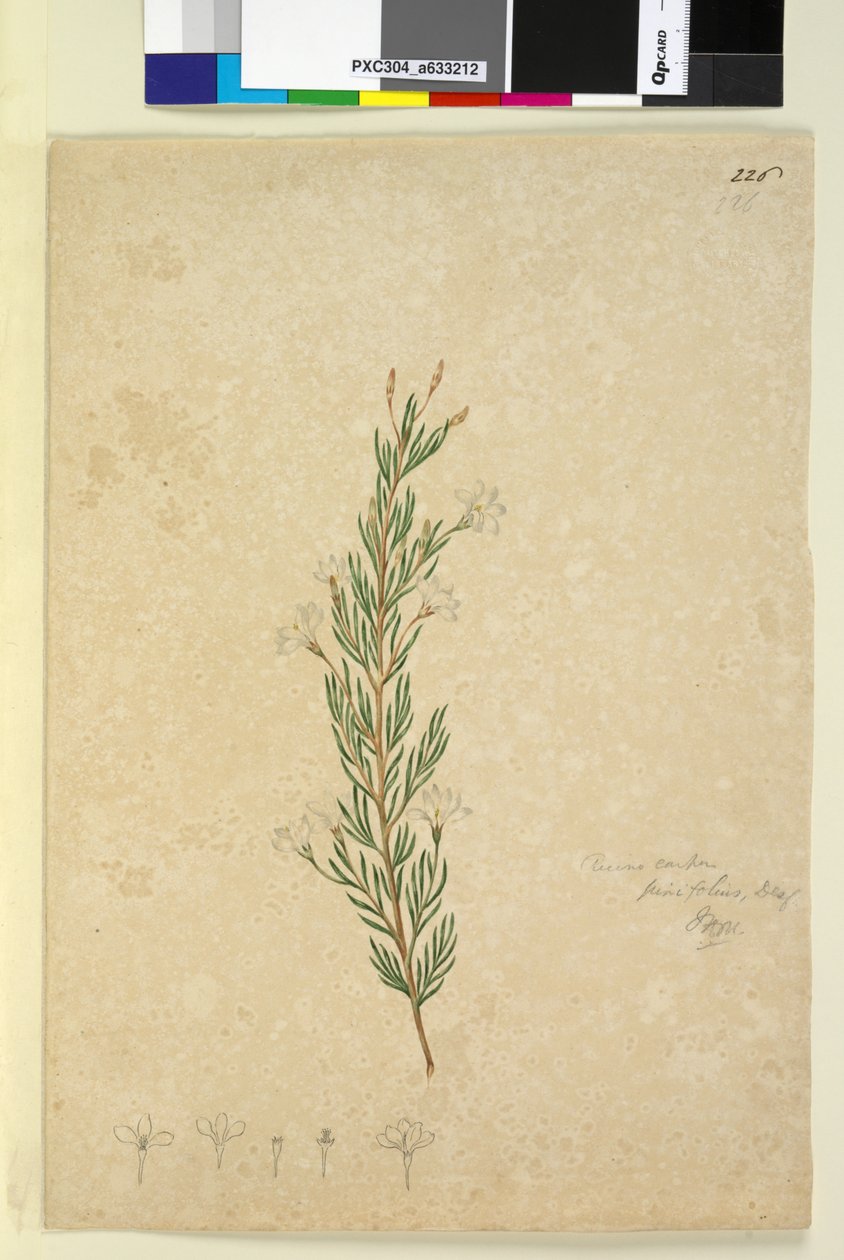 Page 226. Ricinocarpus pinifolius - John William Lewin