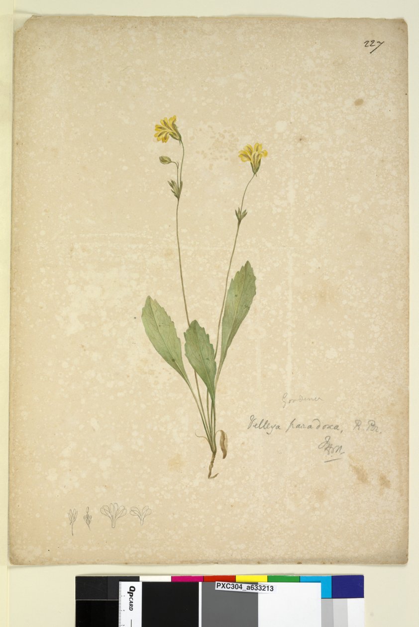 Page 227. Velleia paradoxa - John William Lewin