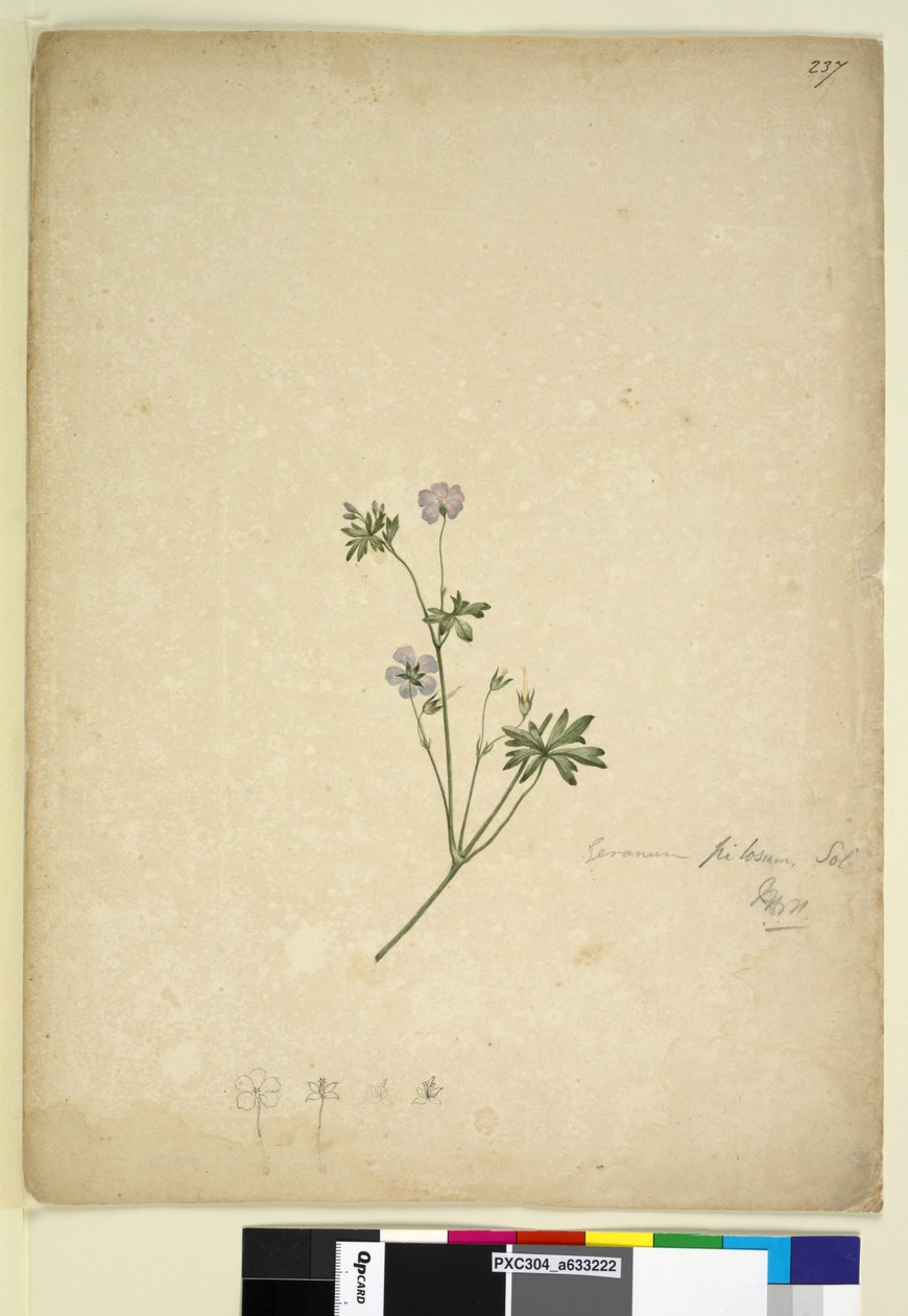 Page 237. Geranium pilosum - John William Lewin
