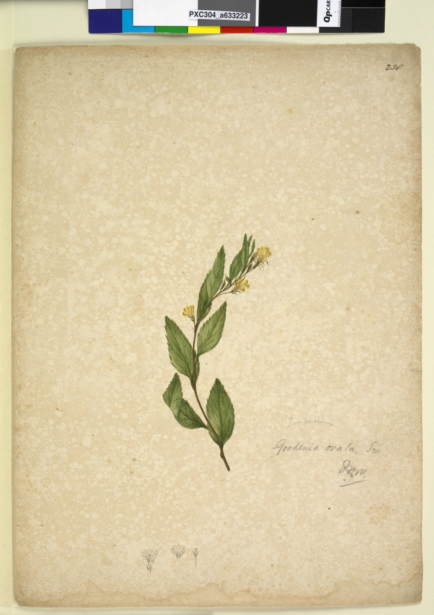 Page 238. Goodenia ovata - John William Lewin
