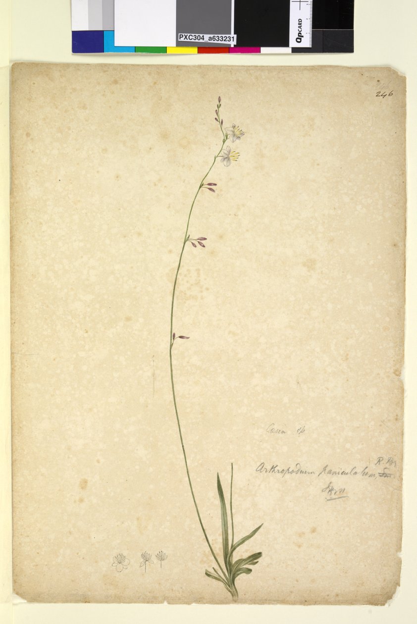 Page 246. Arthropodium paniculatum - John William Lewin