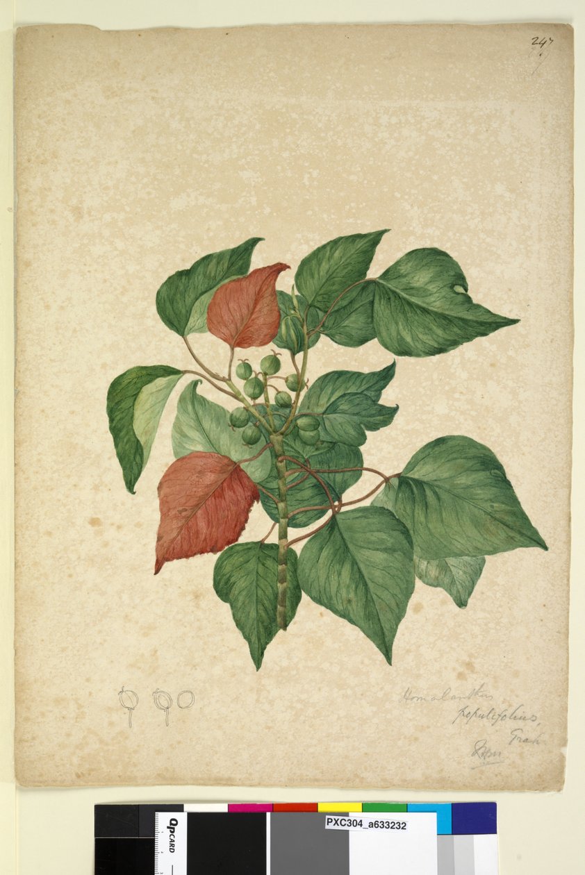 Page 247. Homolanthus populifolius Omalanthus populifolius, c.1803-06 - John William Lewin