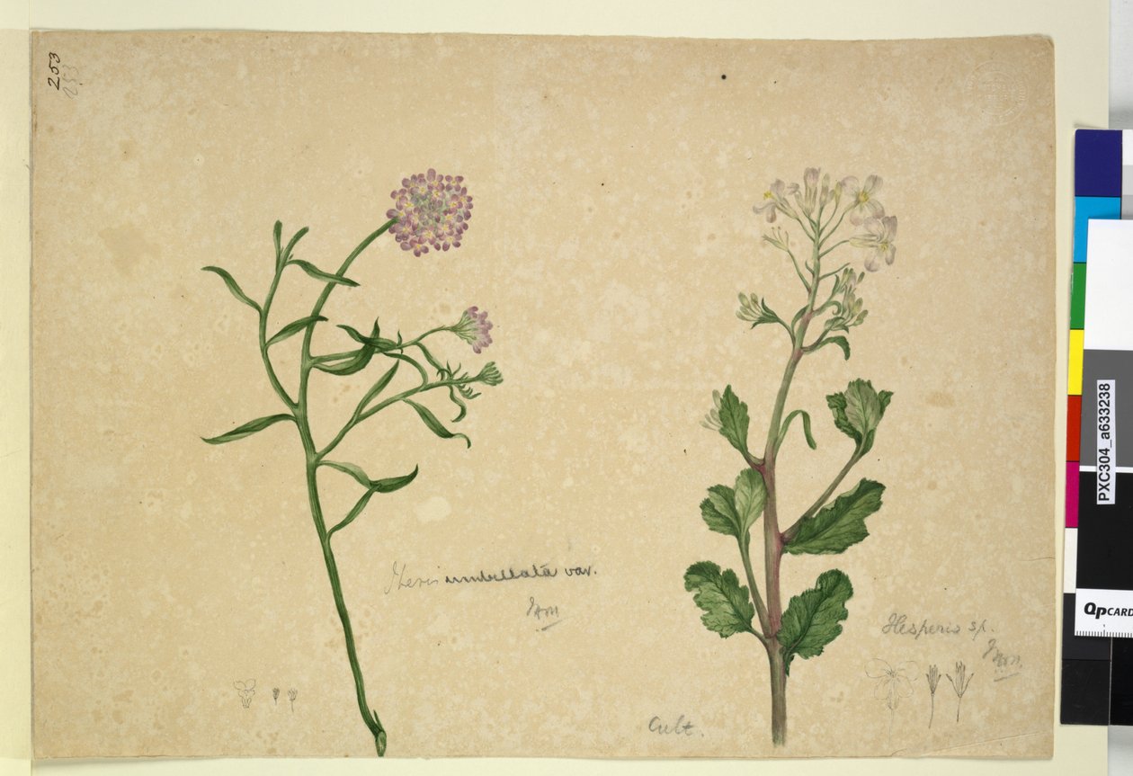 Page 253. Iberis umbellata; Hesperis sp. - John William Lewin