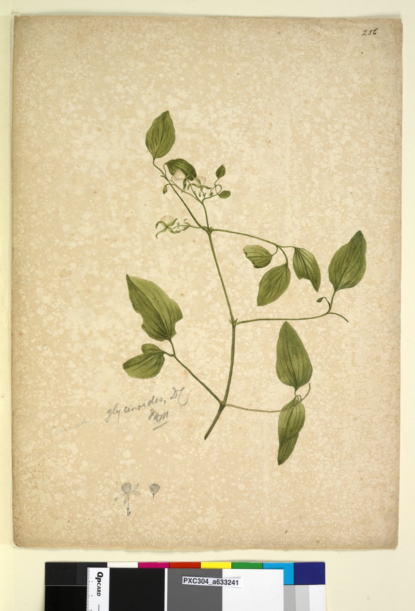 Page 256. Clematis glycinoides - John William Lewin