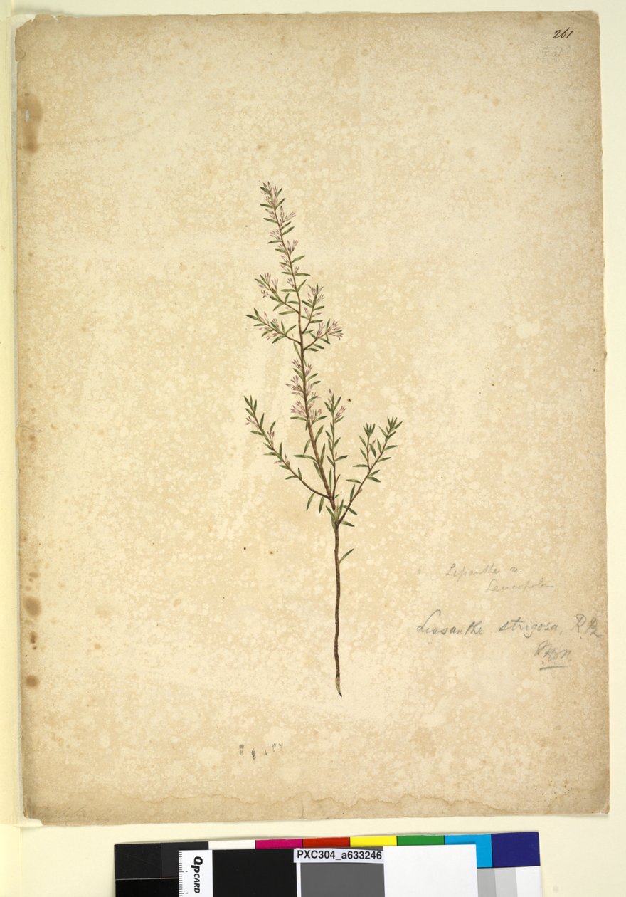 Page 261. Lissanthe strigosa - John William Lewin