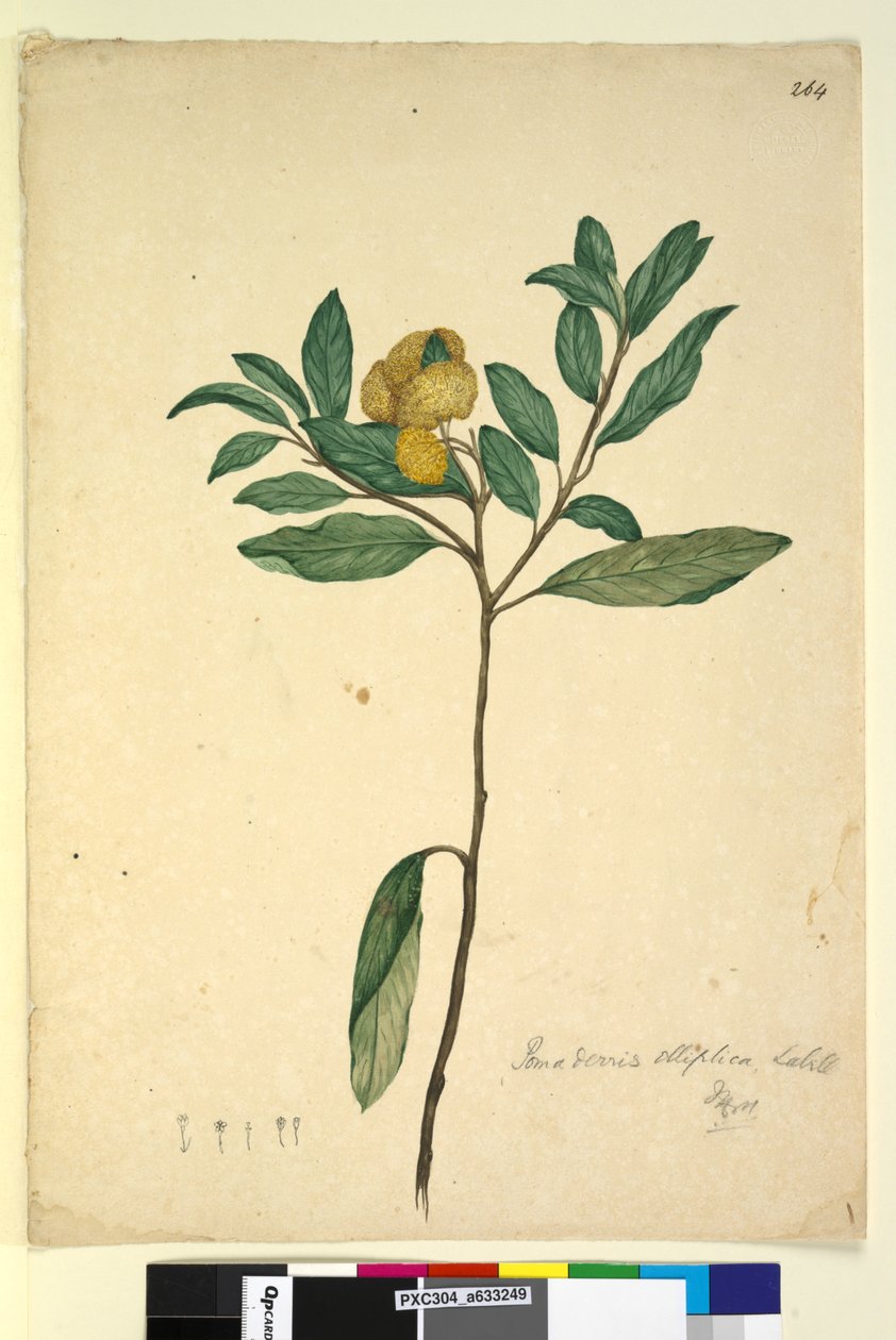 Page 264. Pomaderris elliptica - John William Lewin