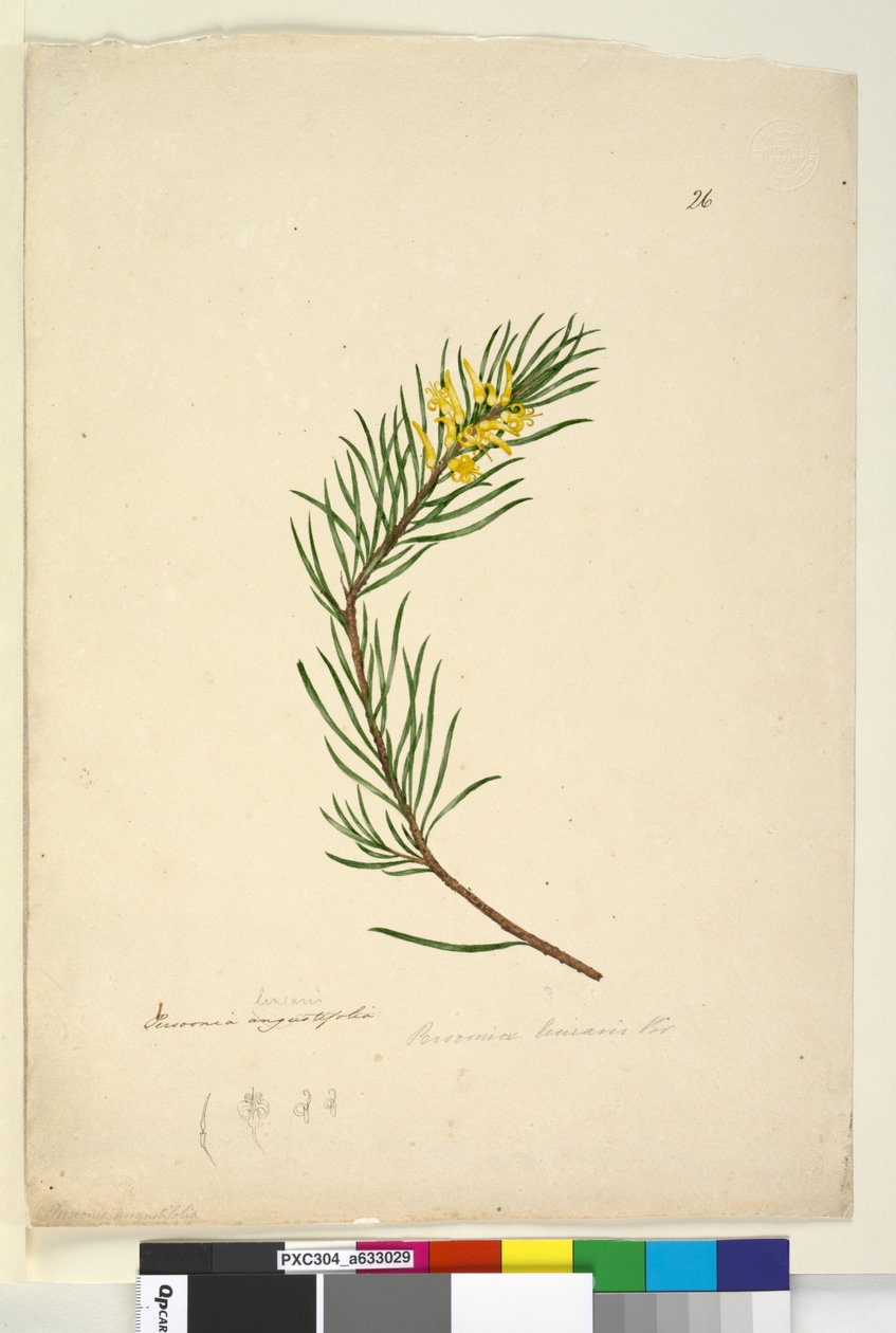 Page 26. Persoonia linearis - John William Lewin