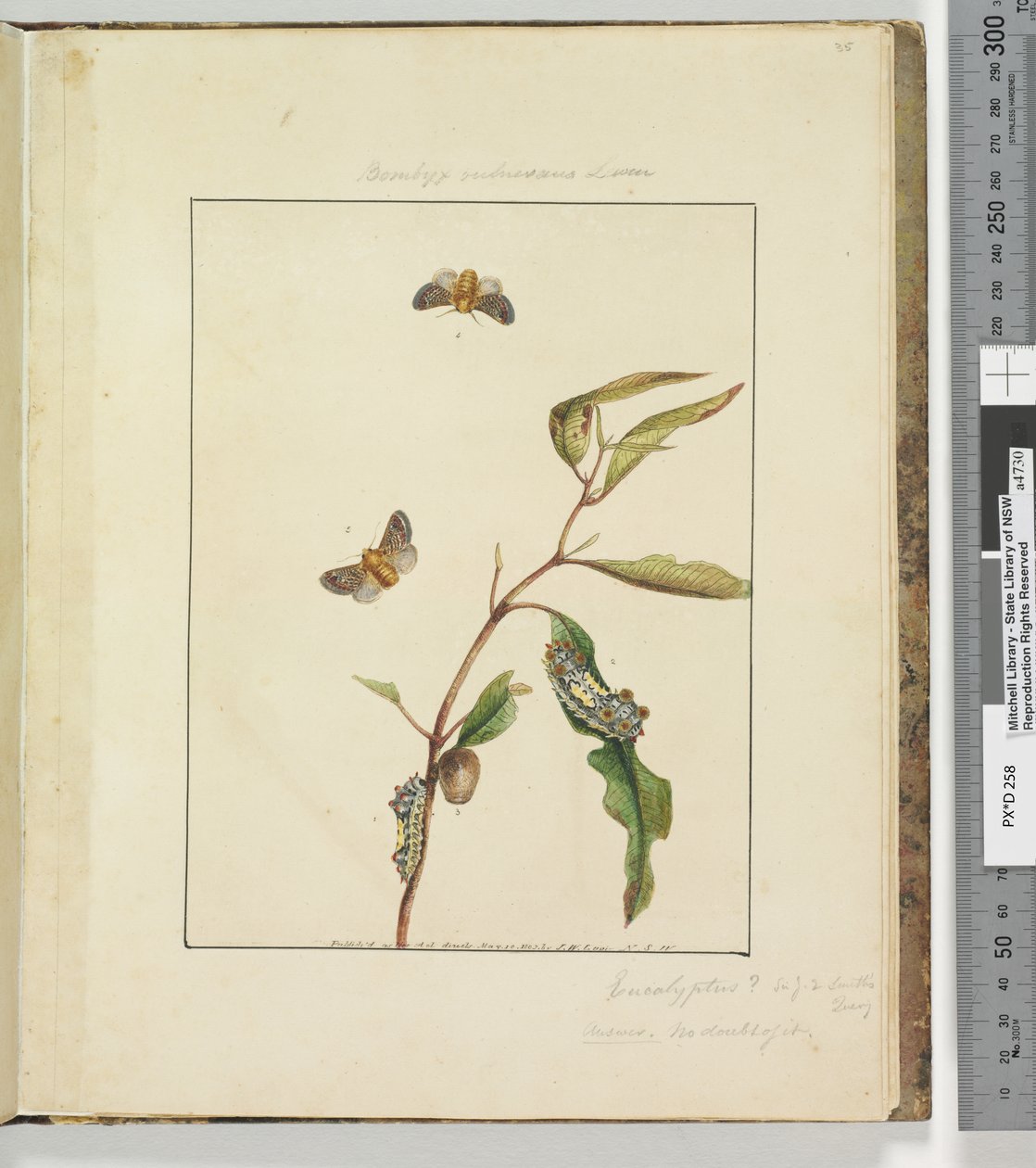 Page 35. Pl.9 Bombyx Vulnerans Lewin - John William Lewin