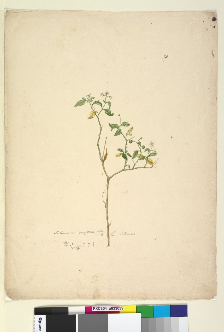 Page 39. Solanum nigrum - John William Lewin