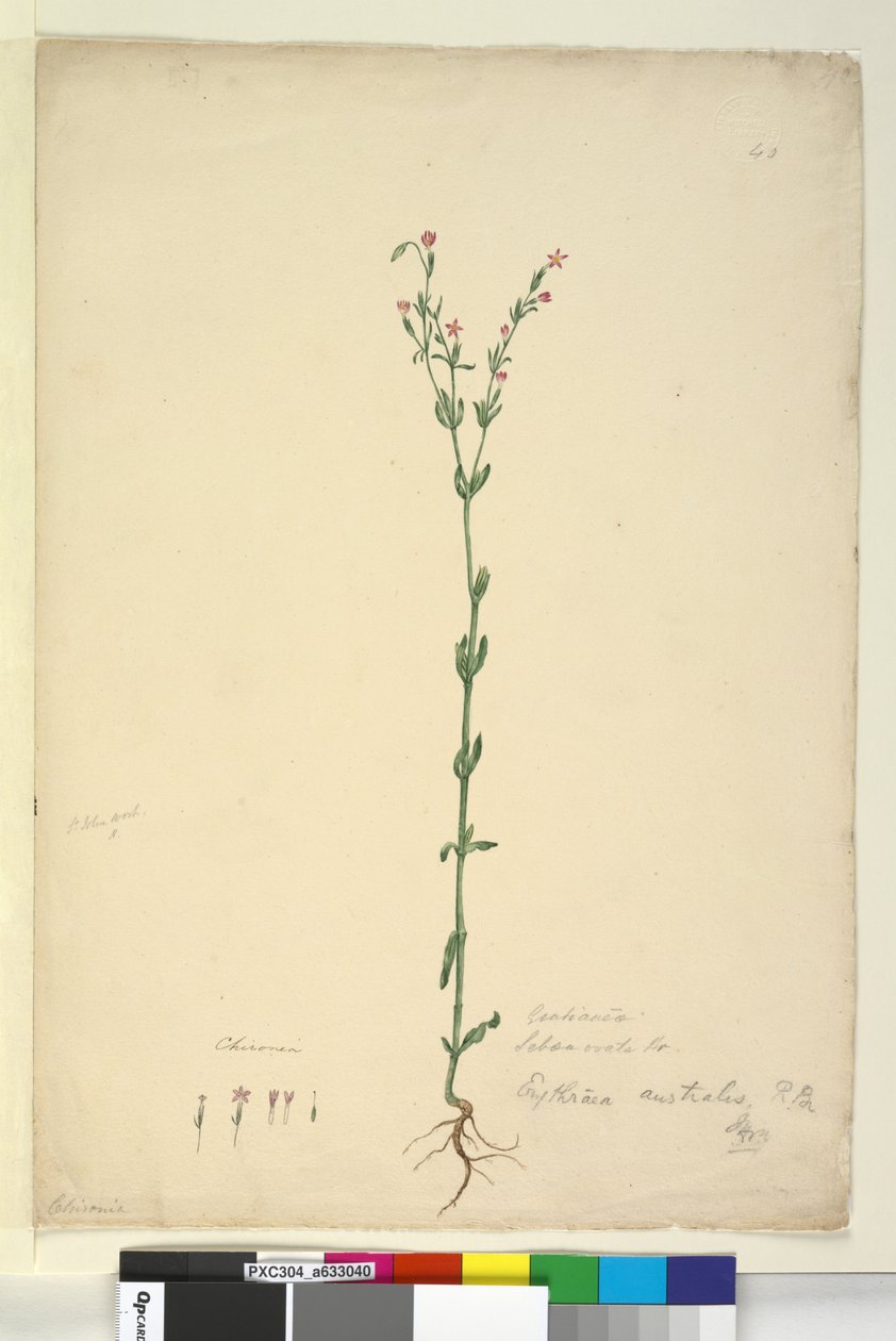 Page 40. Erythraea australis - John William Lewin