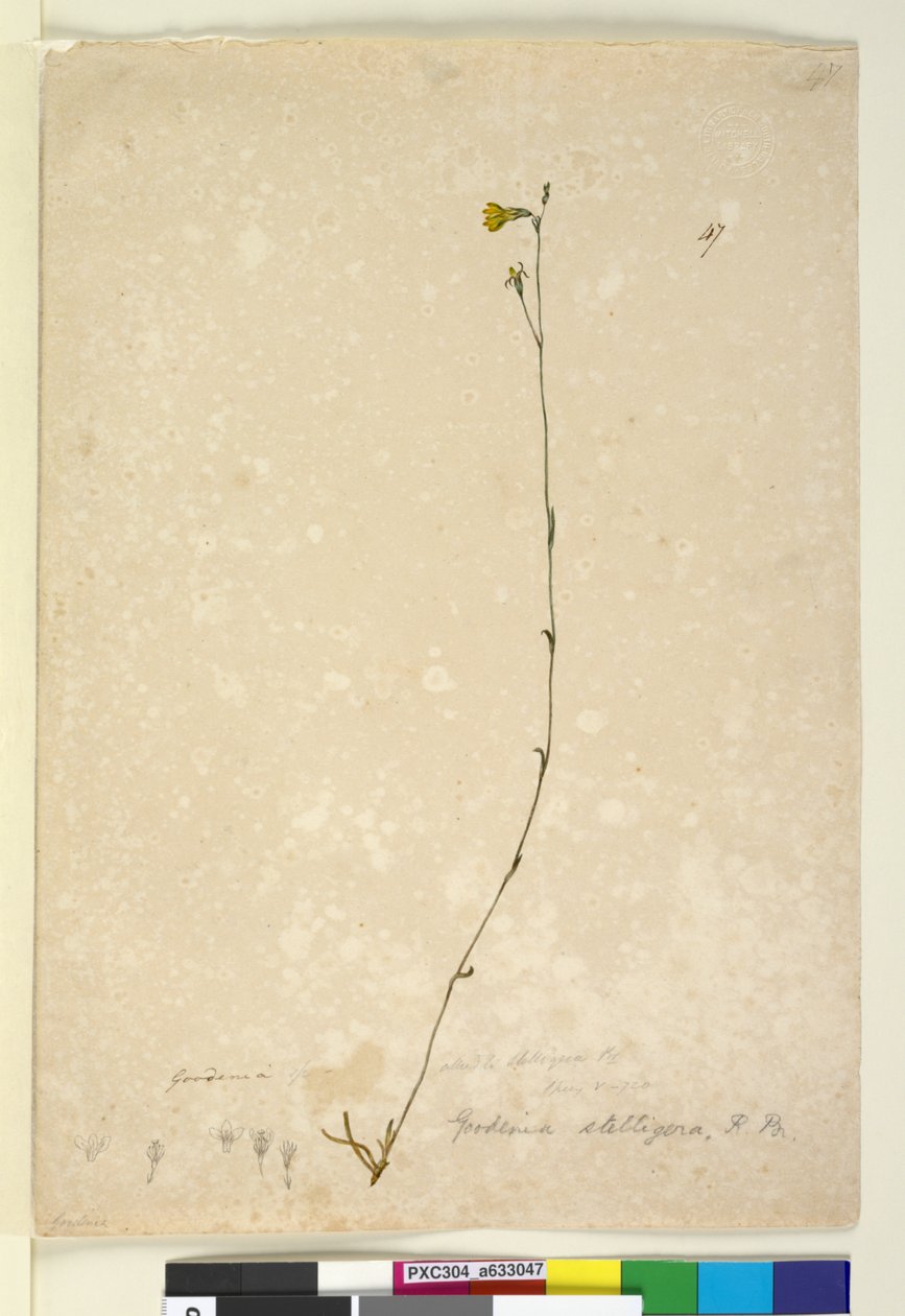 Page 47. Goodenia stelligera, c.1803-06 - John William Lewin