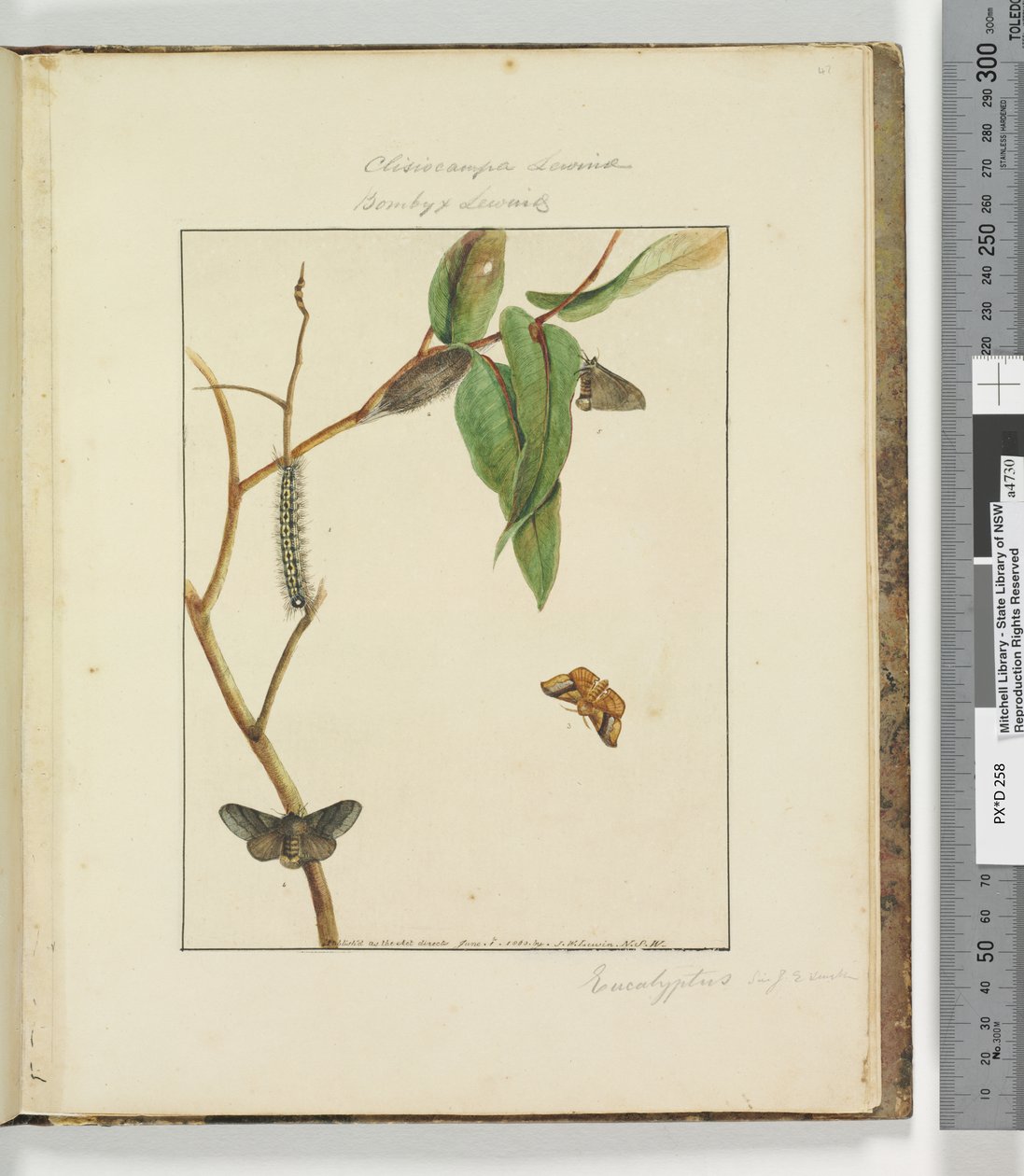 Page 47. Pl.12 Clisiocampa Lewinae Bombyx Lewinae - John William Lewin