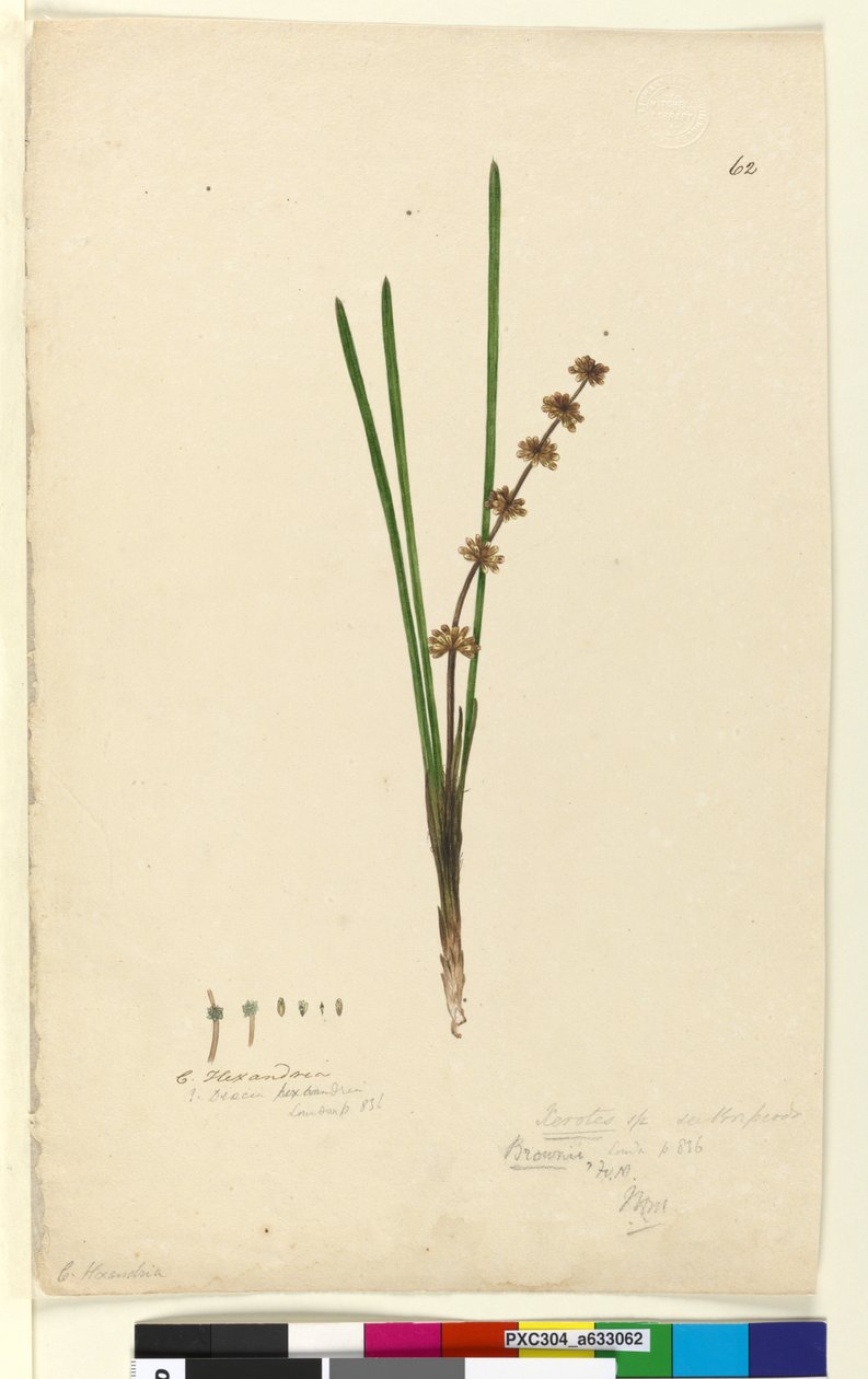 Page 62. Xerotes lomandra multiflora - John William Lewin