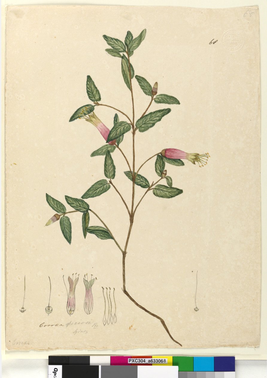 Page 68. Correa speciosa - John William Lewin