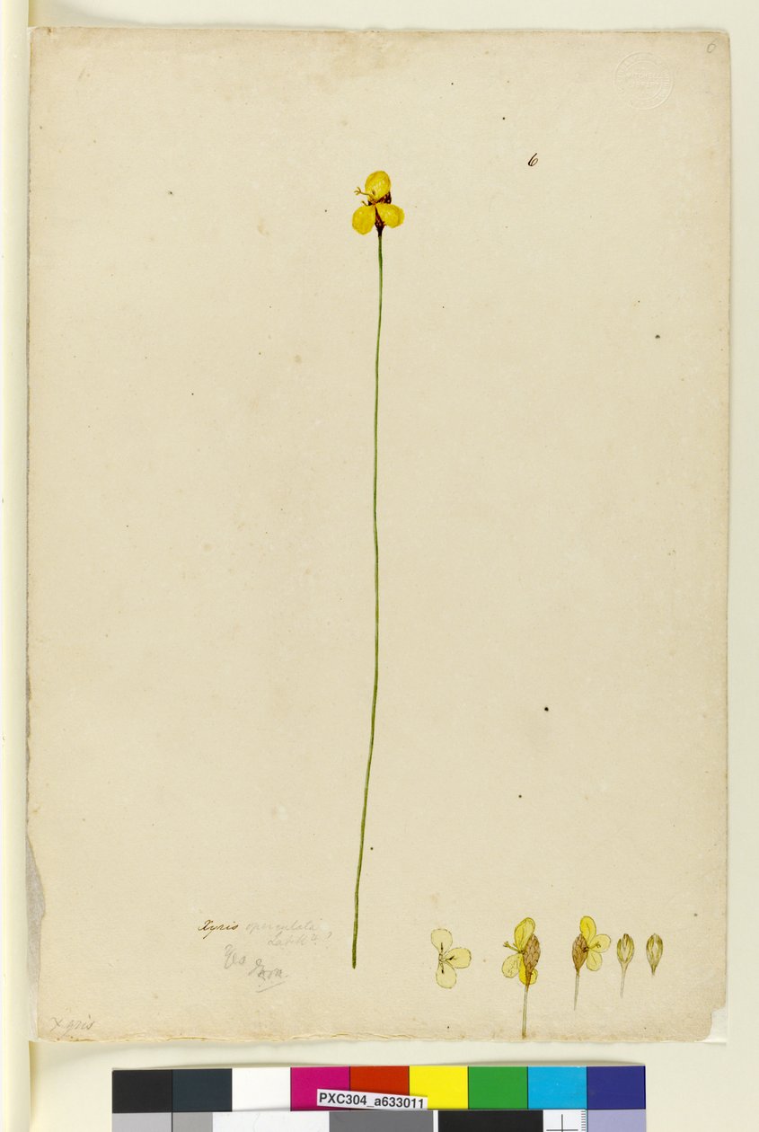 Page 6. Xyris operculata, c.1803-06 - John William Lewin