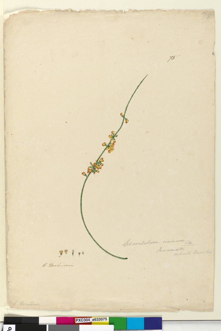 Page 75. Sphaerolobium vimineum - John William Lewin