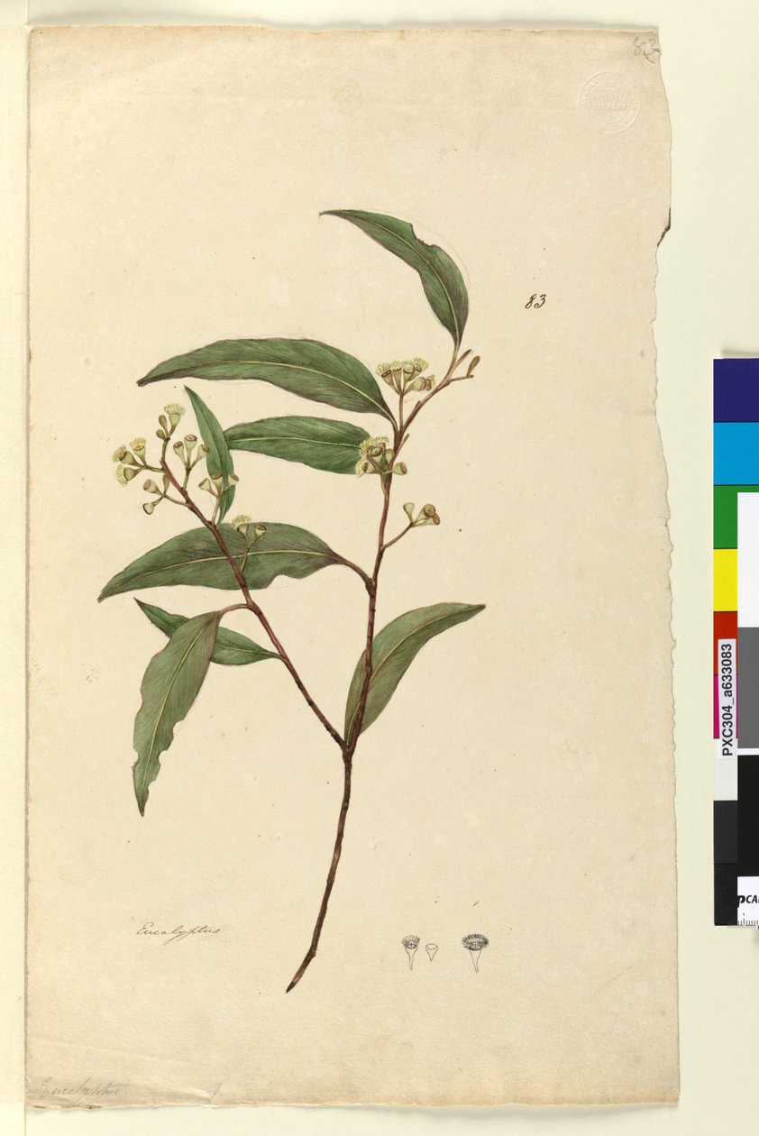 Page 83. Eucalyptus - John William Lewin