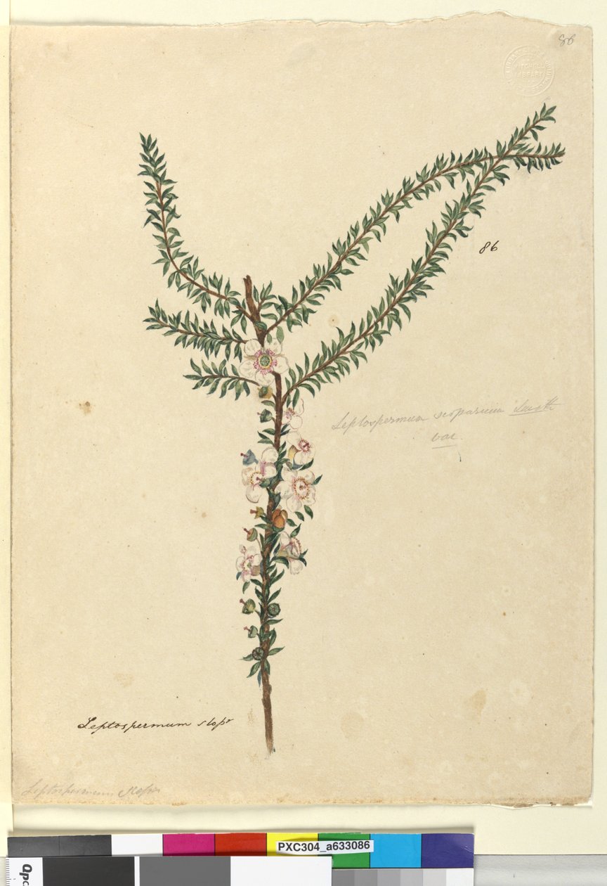 Page 86. Leptospermum scoparium - John William Lewin