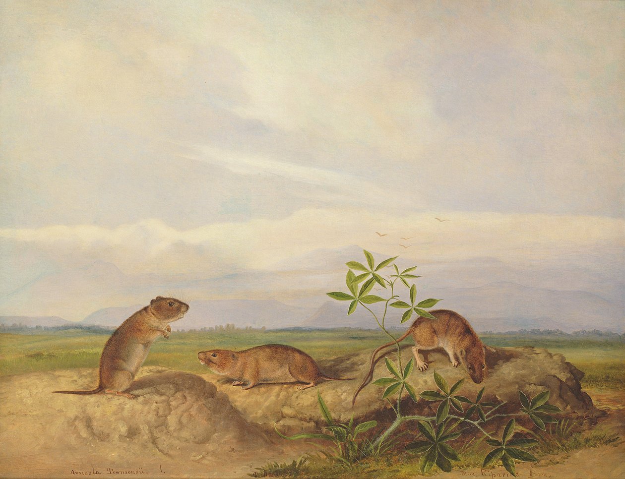 Souris des prés de Townsend, Souris des prés et Rat des marais (ou Souris des prés de riz) - John Woodhouse Audubon