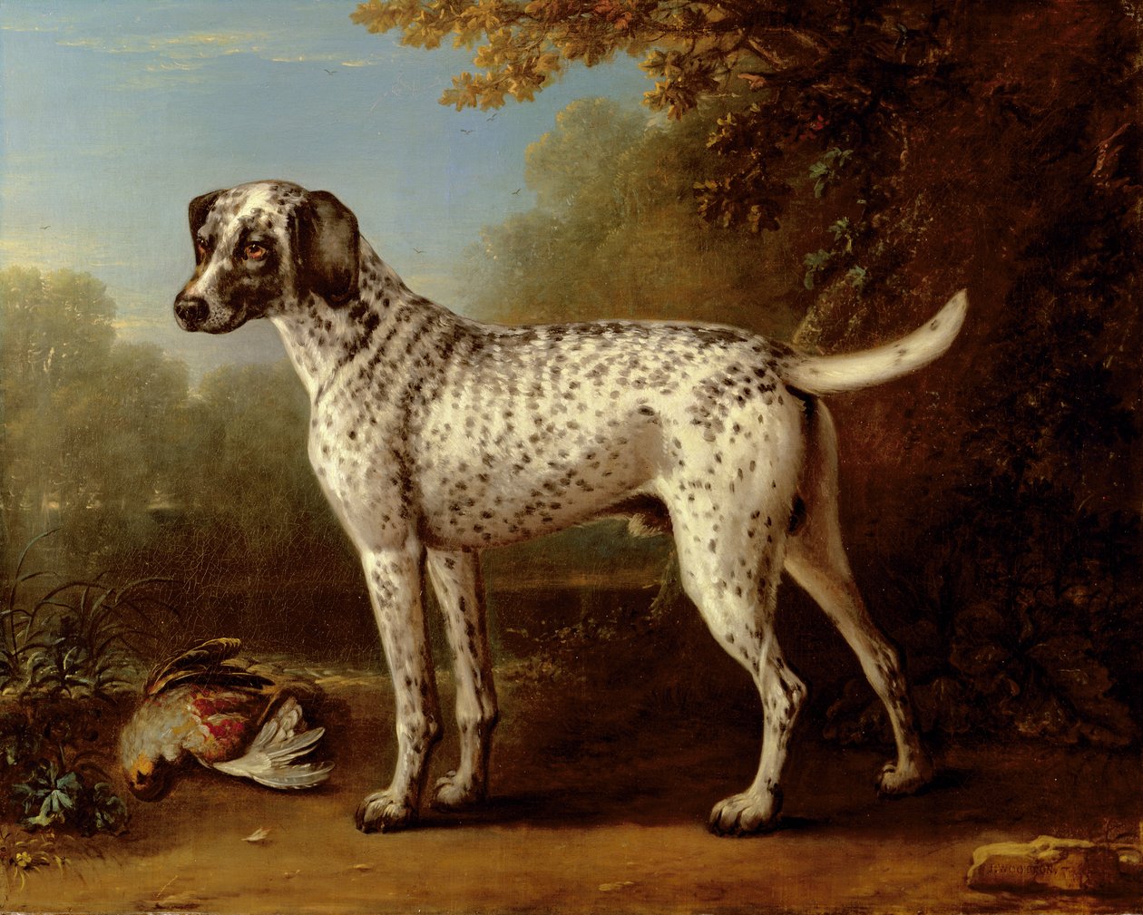 Lévrier gris tacheté - John Wootton