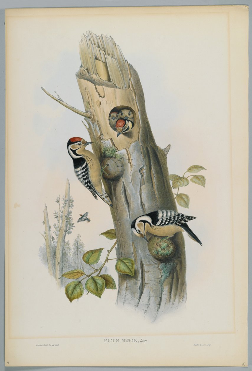 Picus Minor - Pic épeichette, gravé par H. C. Richter - John after Gould