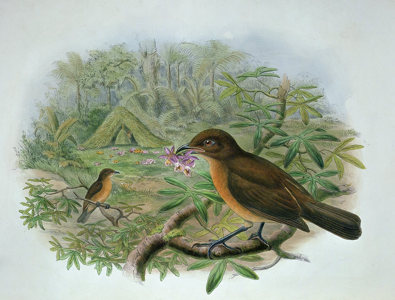 Amblyornis Inornatus, oiseau jardinier de Vogelkop - John and Hart, William Gould