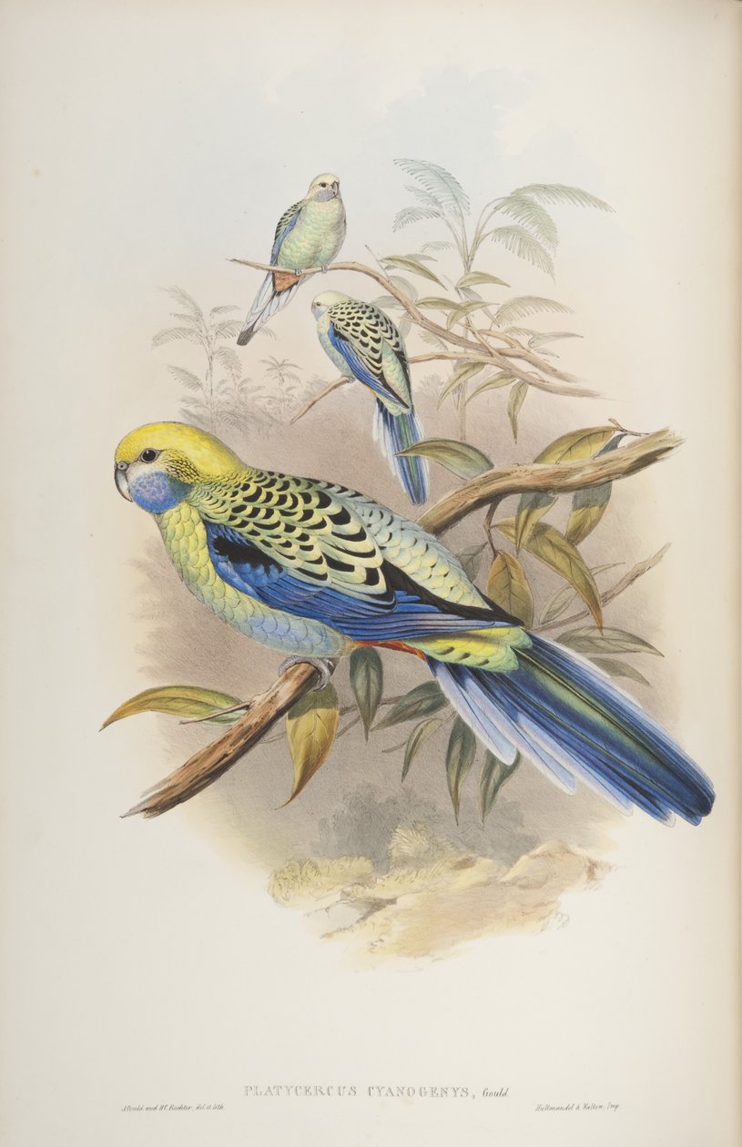 Platycerus cyanogenus, de Les Oiseaux d