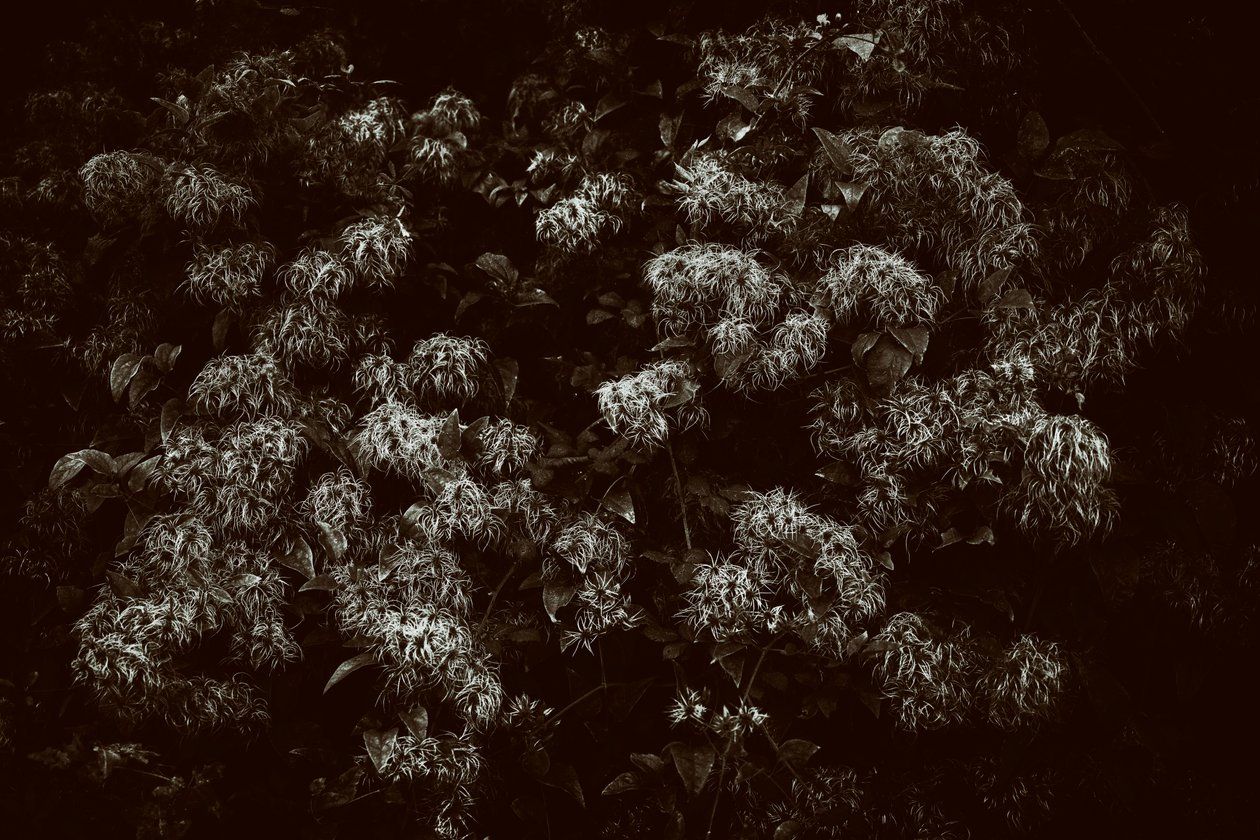 Le domaine de Goodwood dans le West Sussex, Royaume-Uni, 2019 (photo) - Jon Nicholson