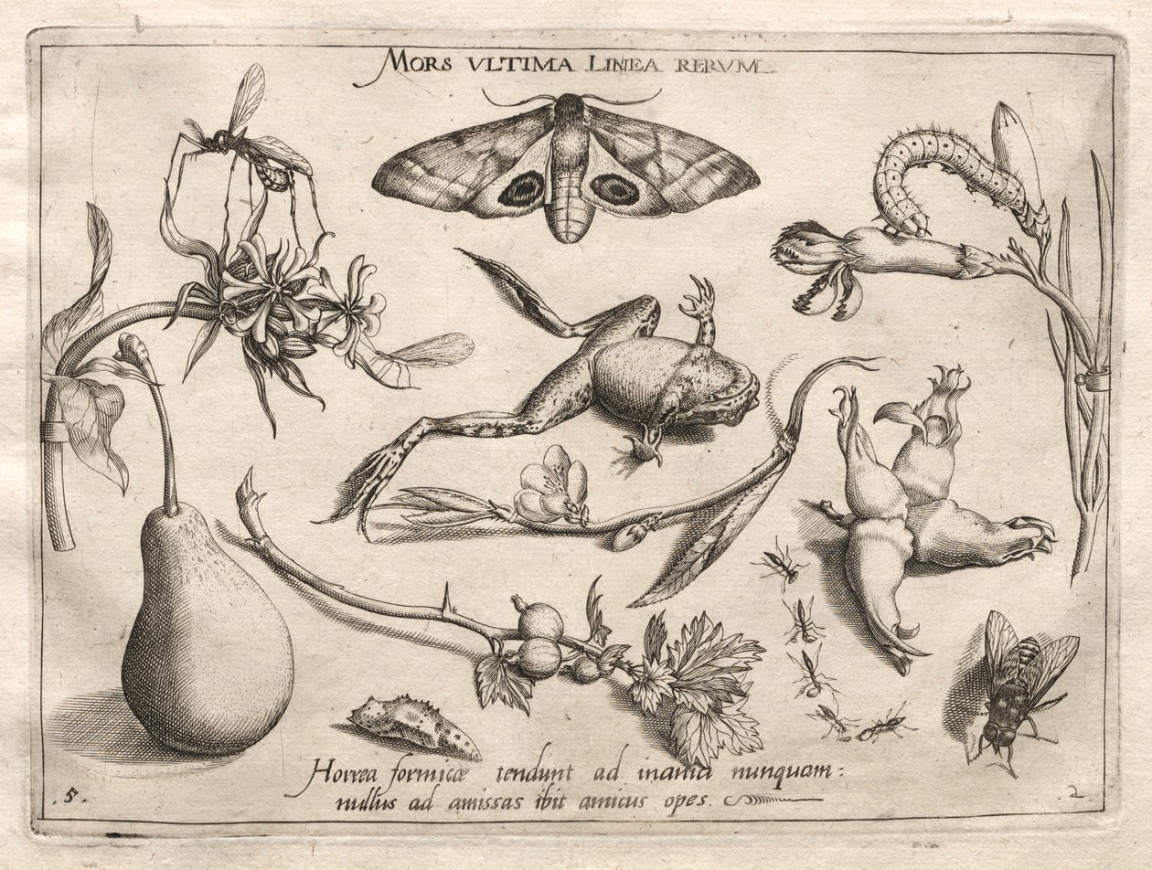 Archétypes et études : La mort est la ligne qui marque la fin de tout Partie II, planche 5, 1592 - Joris Hoefnagel