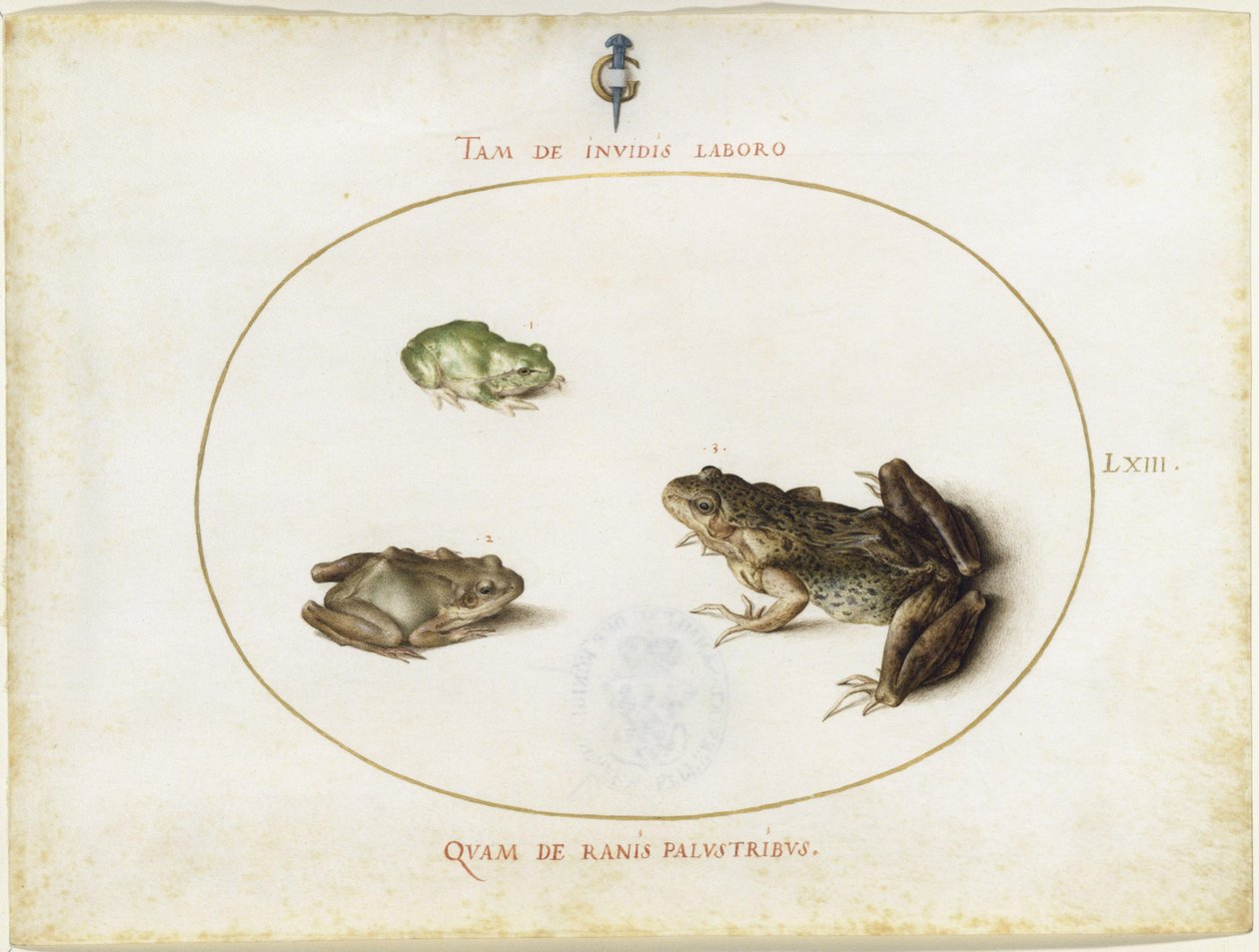 Grenouilles, planche LXIII (suite gravée I, 7) - Joris Hoefnagel