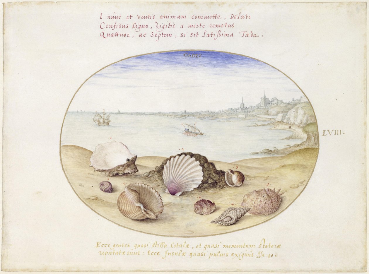 Coquillages et vue de Cadix, feuille LVIII - Joris Hoefnagel