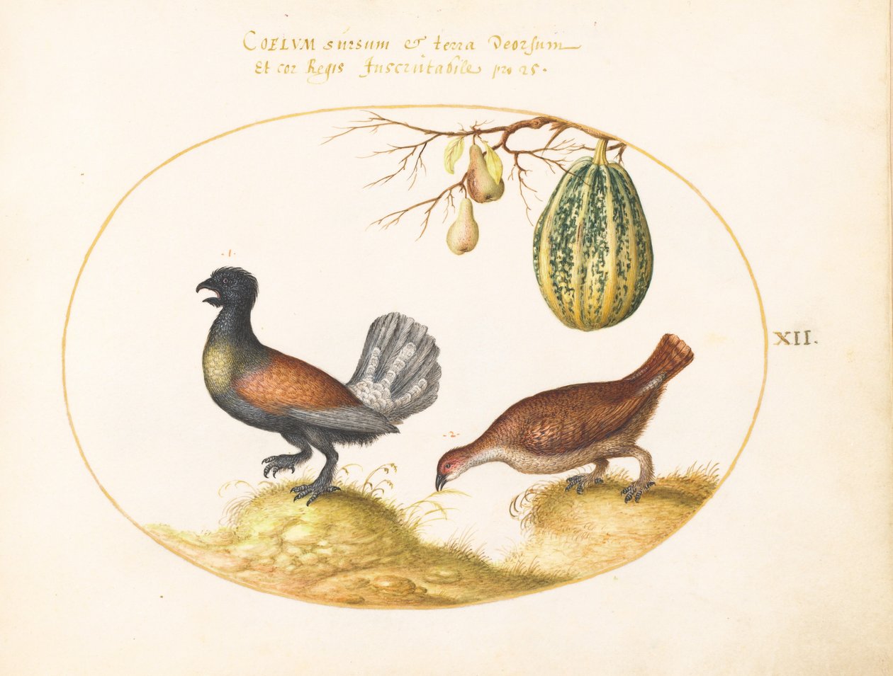 Planche 12 : Paire de grands tétras avec un melon et des poires - Joris Hoefnagel