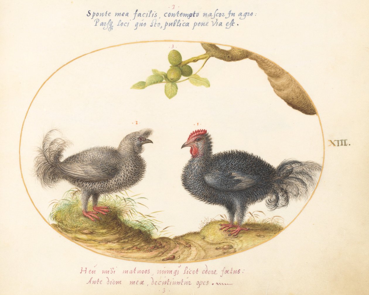 Planche 13 : Deux poulets gris bouclés - Joris Hoefnagel