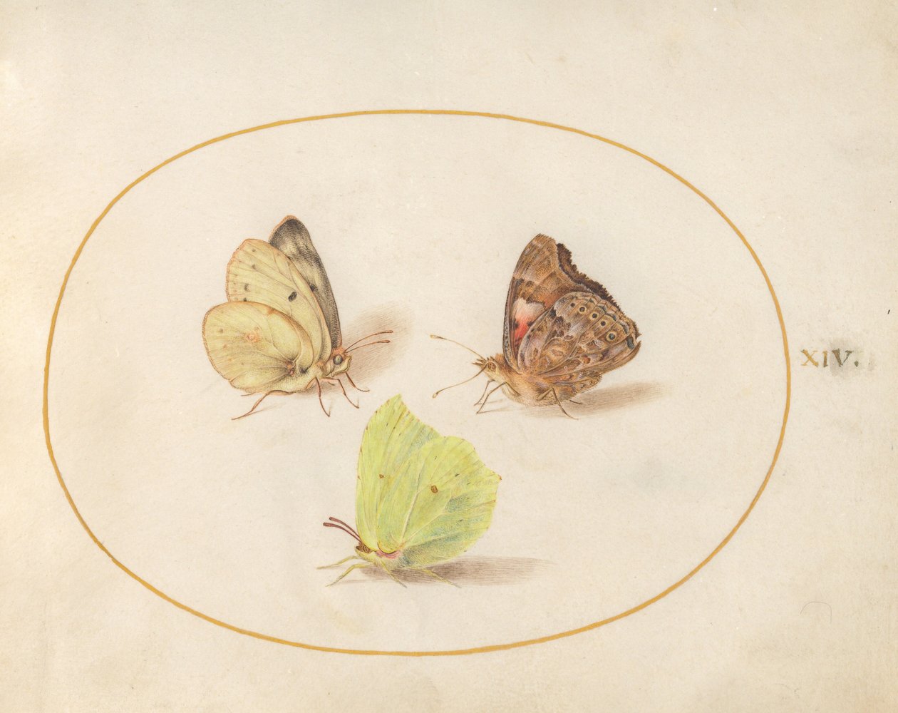 Planche 14 : papillons citron, belle-dame et souci - Joris Hoefnagel
