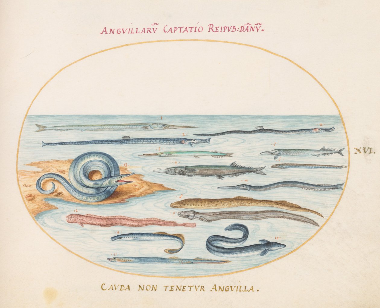 Planche 16 : Anguilles, Syngnathes et Aiguilles de Mer - Joris Hoefnagel
