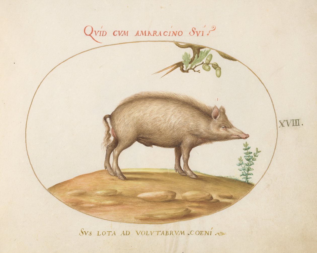 Plaque 18 : Un cochon avec des glands - Joris Hoefnagel